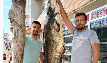 Tekirdağ'da 2 metrelik dev yayın balığı yakalandı