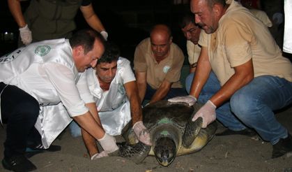 Mersin'de tedavi edilen 2 kaplumbağa denize salındı