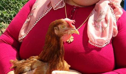 Mersin'da tavuk sahibinin baş harflerini yumurtladı