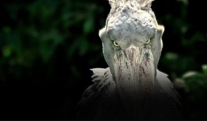 Görenler şoka uğruyor! Yavru timsahları yiyen kardeşlerini öldüren insan büyüklüğündeki Afrika kuşu "Pabuç Gagalı"