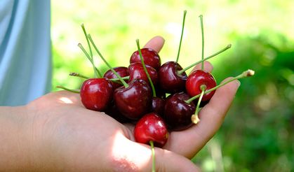 Sıcaklık nedeniyle Erzincan kirazının hasadı erken yapıldı