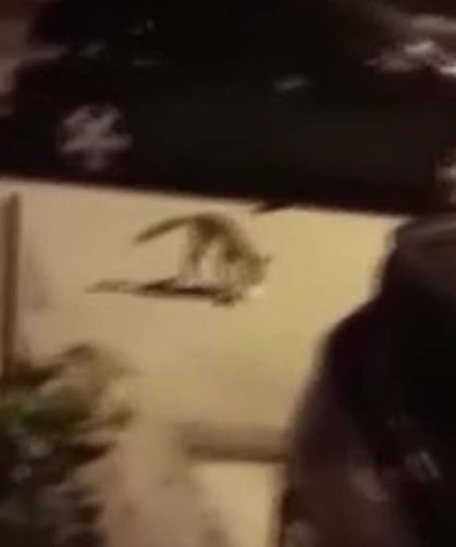 Ankara Sincan sokaklarında tilki yiyecek aradı