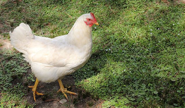 Tavuk ve yumurtada doğru bilinen yanlışlar