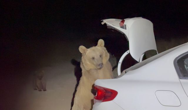 Nemrut'ta, ayılar bu sefer bagajdan yiyecek çaldılar! O anlar kameralara yansıdı