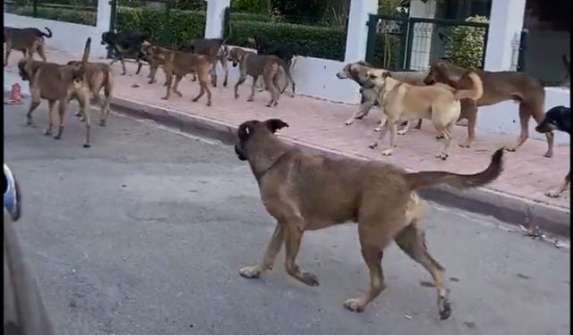 Sürü halinde gezen köpekler korku saçıyor