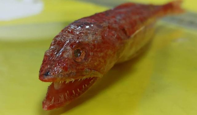 Kızıldeniz'de yaşayan bir balık türü Akdeniz'de ilk kez görüldü
