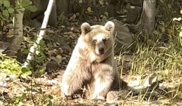 Doğa yürüyüşü sırasında karşısına çıkan ayıları görüntüledi