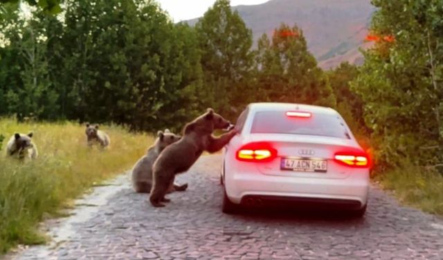 Bitlis'te aç ayılar araçların önünü kesmeye başladı