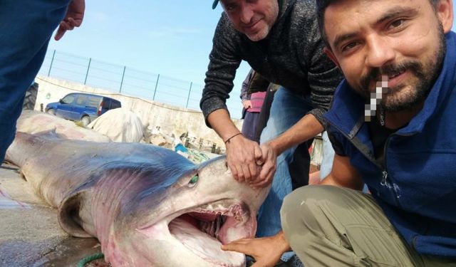 Marmara Denizi'nde devasa köpekbalığı yakalandı