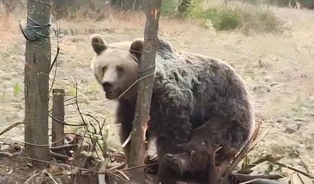 Saldırgan ayı bahçeye girdi: Vatandaşlar panik içinde kaçtı