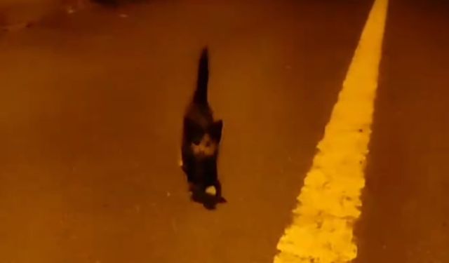 Arnavutköy’de yavru kedi mucizesi: Tır sürücüsü onu kurtardı