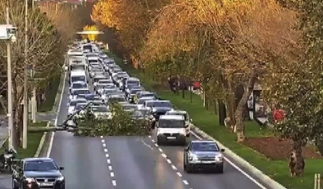 Bakırköy Sahil Yolu'nda caddeye ağaç devrildi