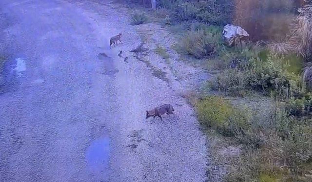 Osmaniye'de aç kalan kurtlar yolda yiyecek aradı