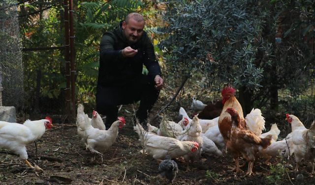 Tavukları sır olan adam kamera taktırarak gizemi çözdü