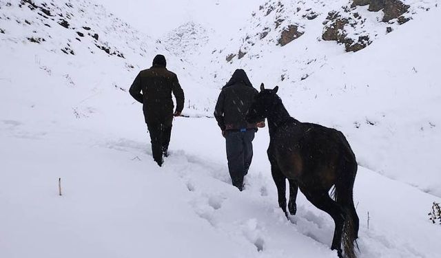 Toynağı kopan at mahsur kaldığı dağdan kurtarıldı