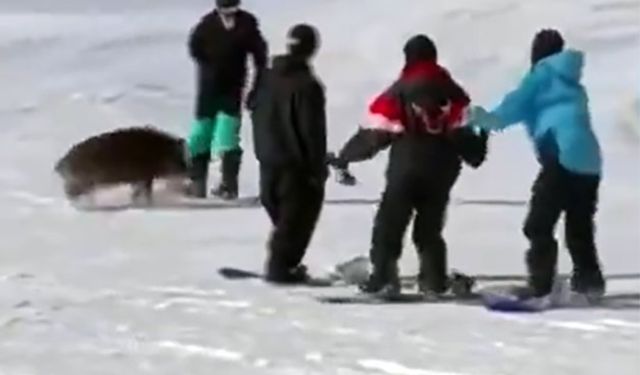 Antalya'da kayakçılara domuz saldırısı kamerada-İzle