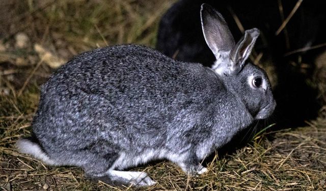 Ankara'da 50 evcil tavşanı yol üstüne bıraktılar