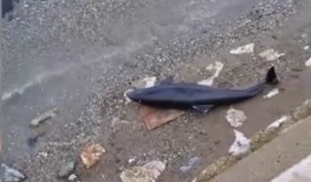 Bursa'da yunus balığı yavrusu karaya vurdu-İzle