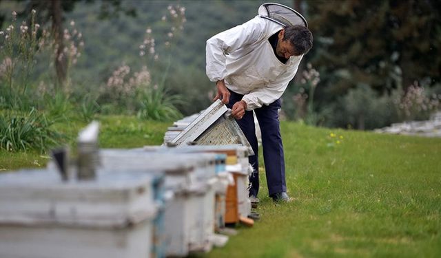 "Yalancı bahar" ve zirai ilaç kullanımı arı ölümlerine yol açıyor
