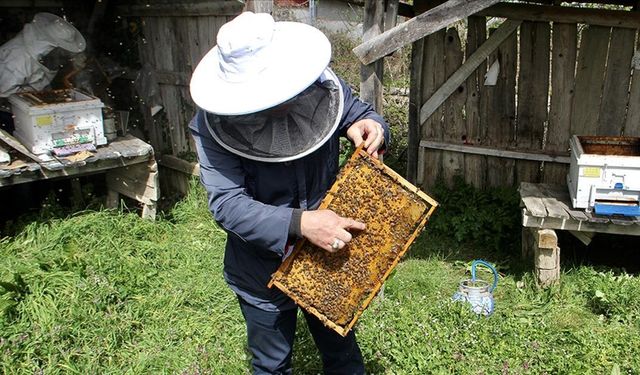 İklim değişikliği ve gal arısı zararlısı kestane balı rekoltesini baltalıyor