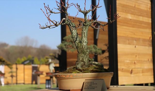 Türkiye'nin ilk "bonsai müzesi" Yalova'da açıldı