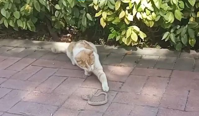 Kedi ile yılanın kavga ettiği anlar kameraya yansıdı
