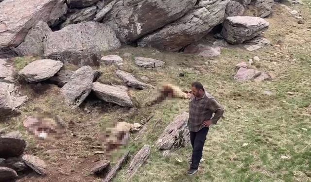 Kars'ta kurtlar bir koyun sürüsüne saldırarak 70 koyunu telef etti