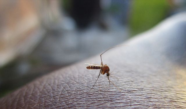 Kuraklık sineklere darbe vuruyor: Bu yaz Ege ve Akdeniz'de sivrisinek yoğunluğu yağışlara bağlı