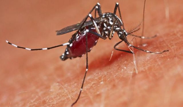Avrupa'da sivrisinek kaynaklı salgın alarmı!