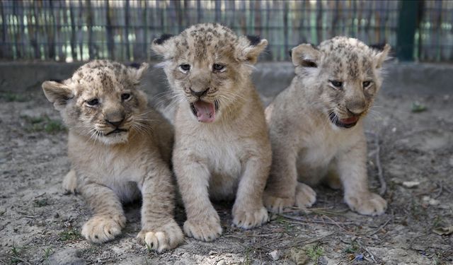 Antalya'da dünyaya gelen üç aslan yavrusuna Galatasaraylı isimler verilecek