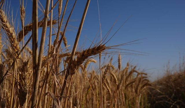 Türkiye'de bu sene buğday üretiminde sıkıntı beklenmiyor