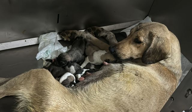 Otomobilin çarpmasıyla yaralanarak tedaviye alınan köpek yavruladı