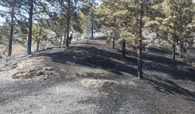 Turhal'da çıkan orman yangını söndürüldü