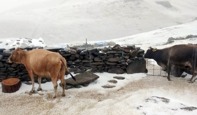 Tuygun köyü yaylası dolu ve karla beyaza büründü