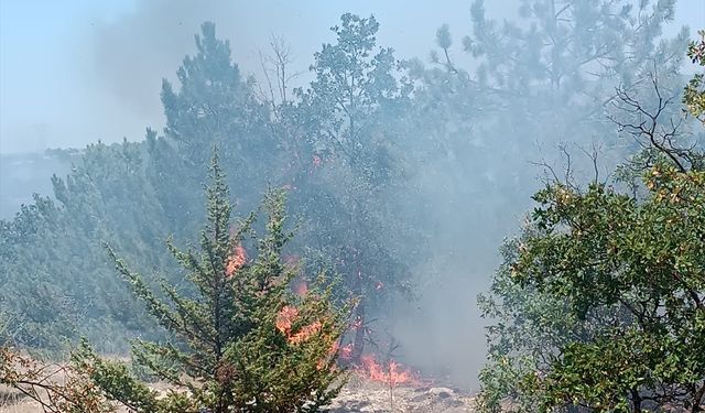 Yozgat'ın Çekerek ilçesinde orman yangını çıktı