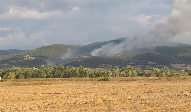 20 dönüm ormanlık alan kül oldu