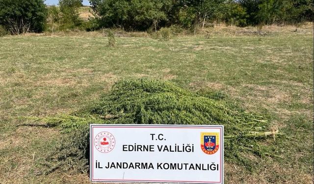 300 kök kenevir imha edildi