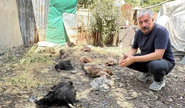 Başıboş köpekler kümese girerek çok sayıda tavuğu telef etti