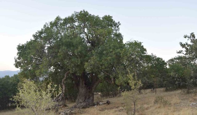 Diyarbakır’da asırlık bıtttım ağacının anıt olarak tescillenmesi istendi