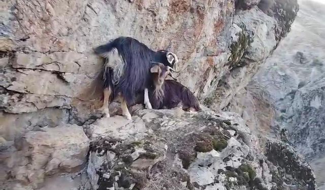 Kızılağaç Kanyonu’ndaki kayalıkta mahsur kalan keçiler günlerdir kurtarılmayı bekliyor