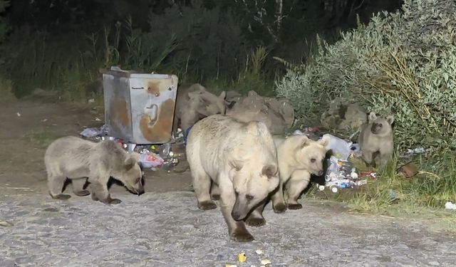 Nemrut’a pikniğe giden vatandaşlar ayılar karşılıyor