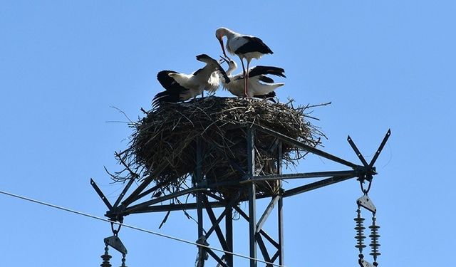 Özel enerji hattı ile göçmen kuşlar güvende