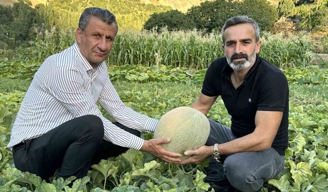 Yüksekova’da yetiştirilen kavunların büyüklüğü şaşırtıyor