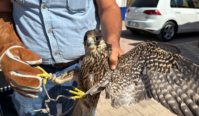 Evinde izinsiz doğan besleyen kişiye 113 bin 980 lira para cezası kesildi