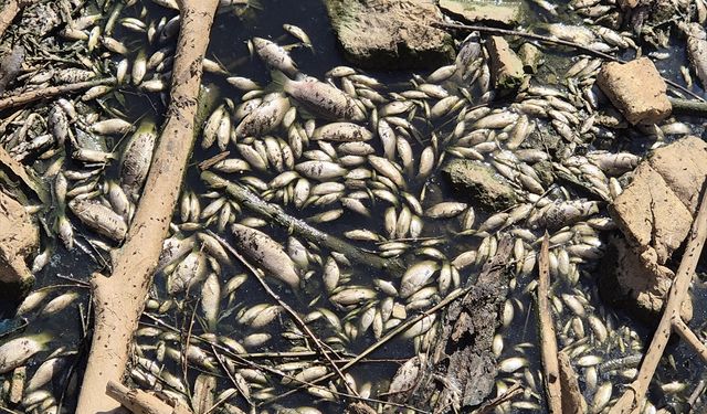 Gediz Nehri'ndeki balık ölümleriyle ilgili inceleme başlatıldı