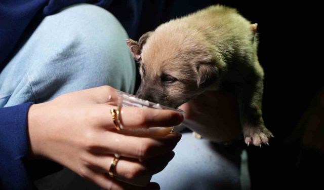 Anneleri tarafından terk edilen yavru köpeklere sahip çıktılar