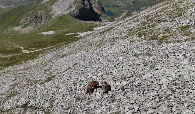 Arsiyan Yaylasında anne ve yavru boz ayı böyle görüntülendi