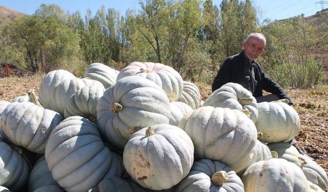 Organik Bayburt bal kabağı tarladan tezgaha tezgahtan sofraya ulaşıyor