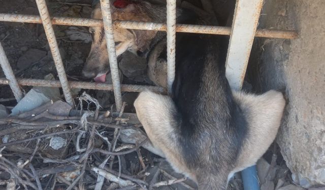 Silahla yaralanan köpek korkuluklara sıkıştı