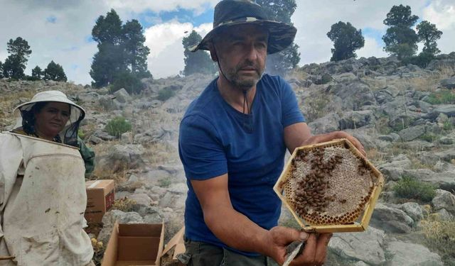 Toros Dağlarındaki ayı korkusu karakovan ballarını erken hasat ettirdi